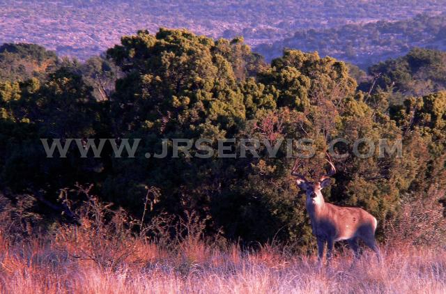 Texas Wht-tail Buck.jpg